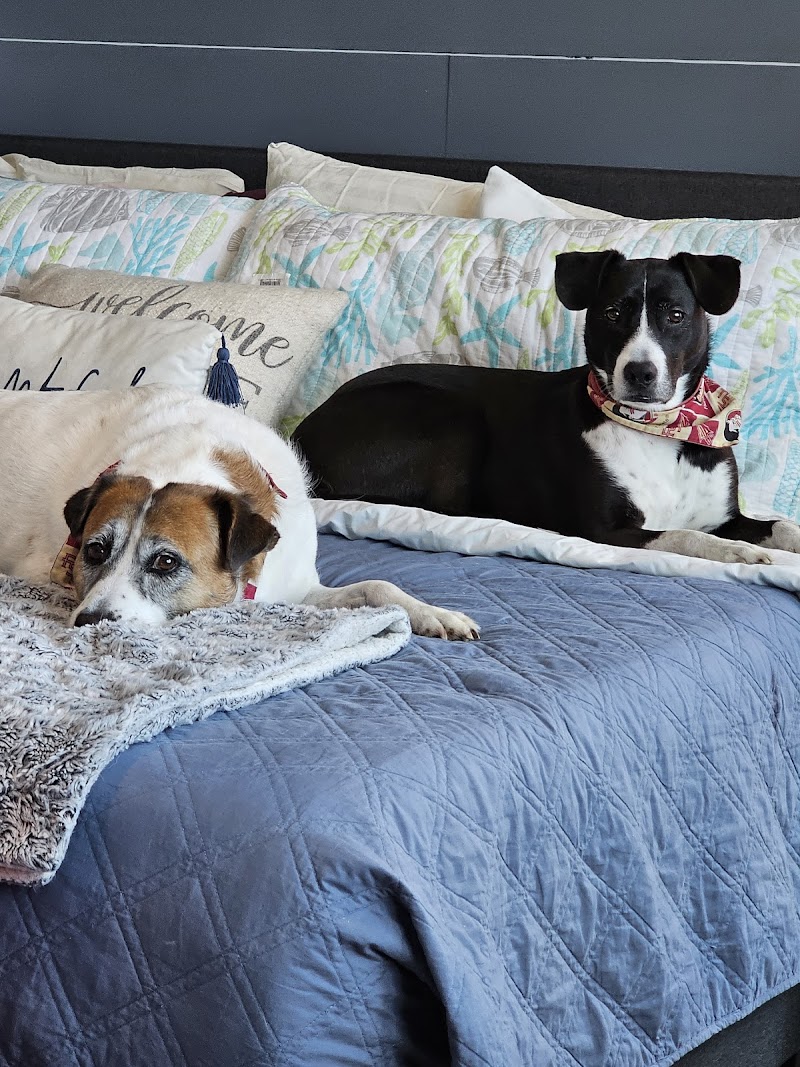 Apollo Beach Animal Hospital photo 2