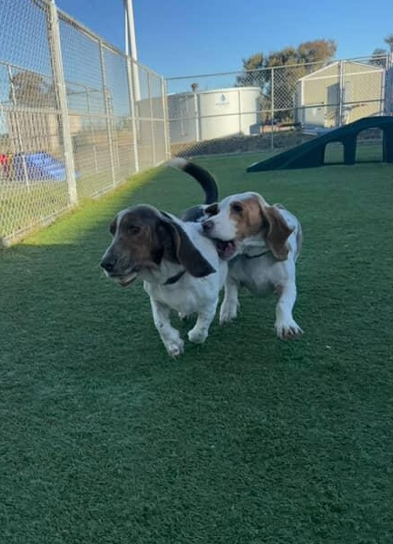 Happy Paws Kennels, Inc. photo 5