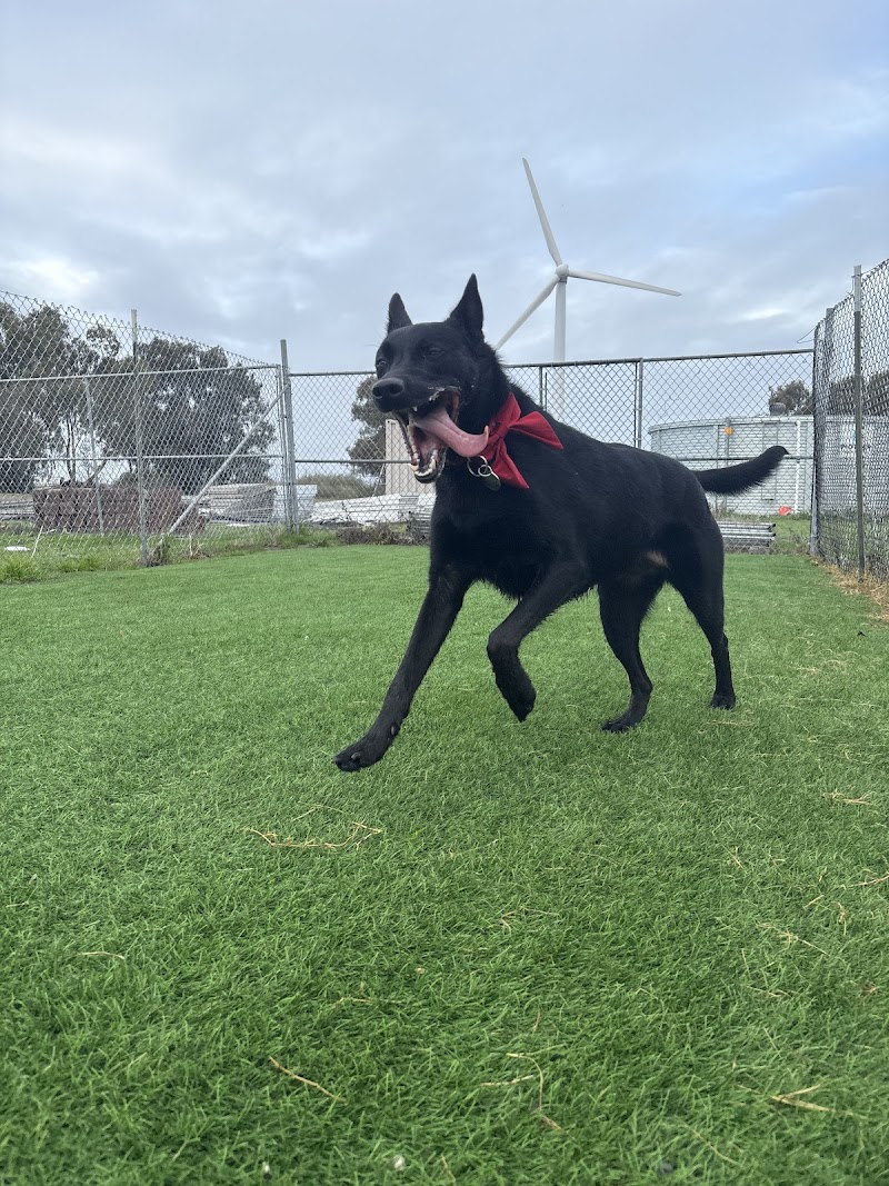 Happy Paws Kennels, Inc. photo 4