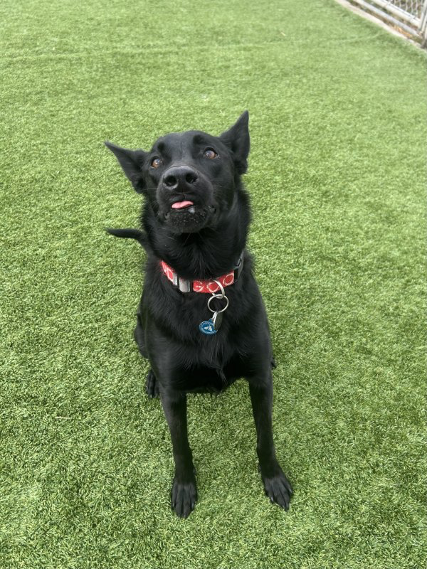 Happy Paws Kennels, Inc. photo 3