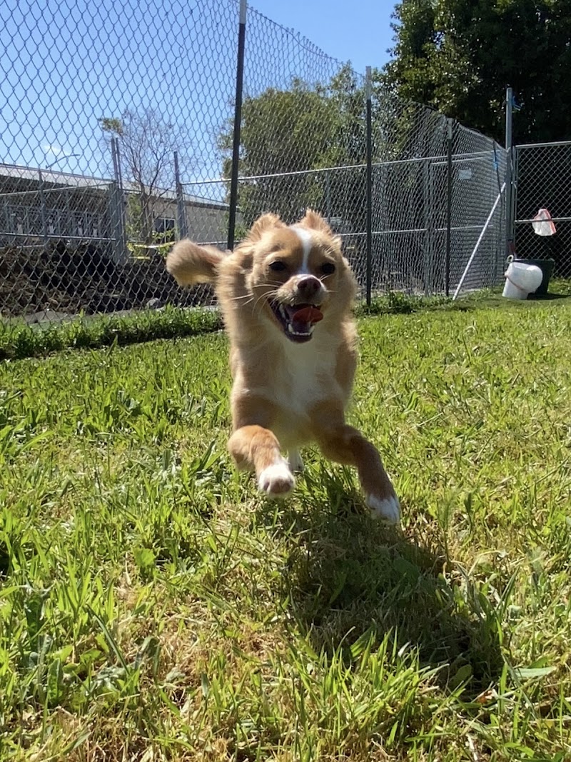 Photo of Happy Paws Kennels, Inc.