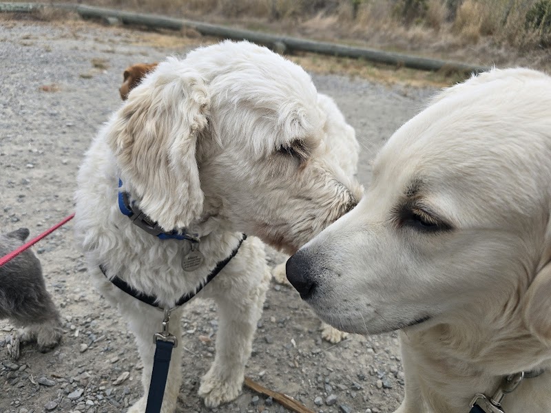 Zenful Pet Care photo 4