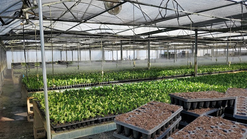 Hibernia Nursery photo 5