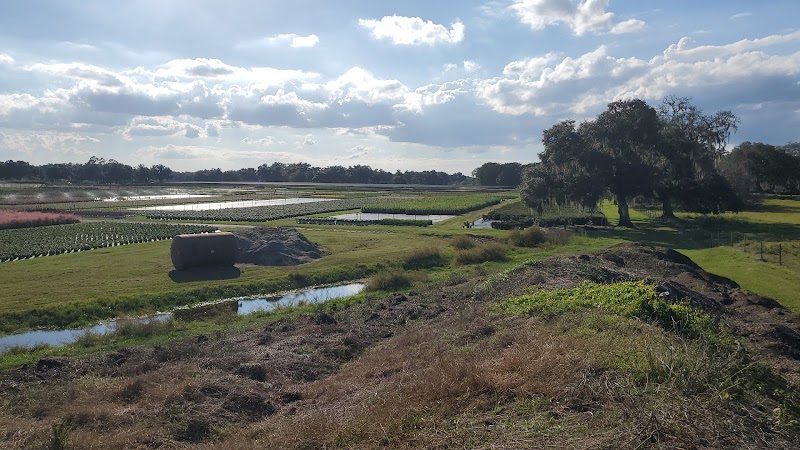 Photo of Hibernia Nursery