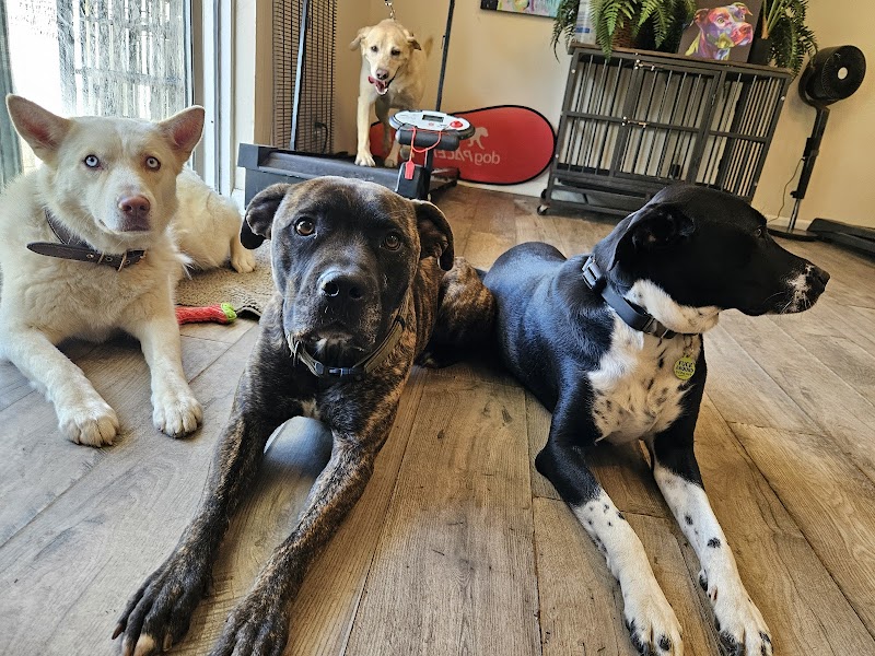 MK9 Dog Training & Boarding photo 5
