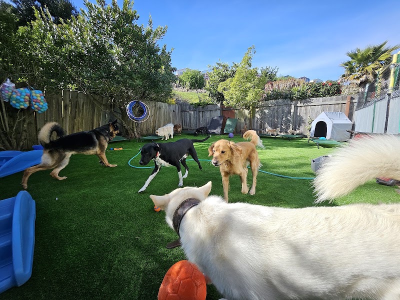 MK9 Dog Training & Boarding photo 2