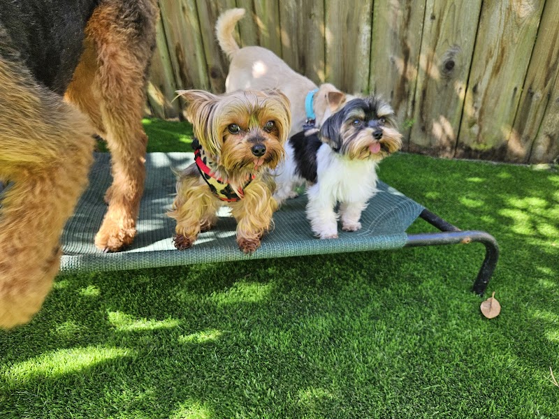 MK9 Dog Training & Boarding photo 4