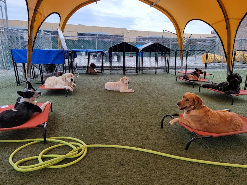 MK9 Dog Training & Boarding photo 3