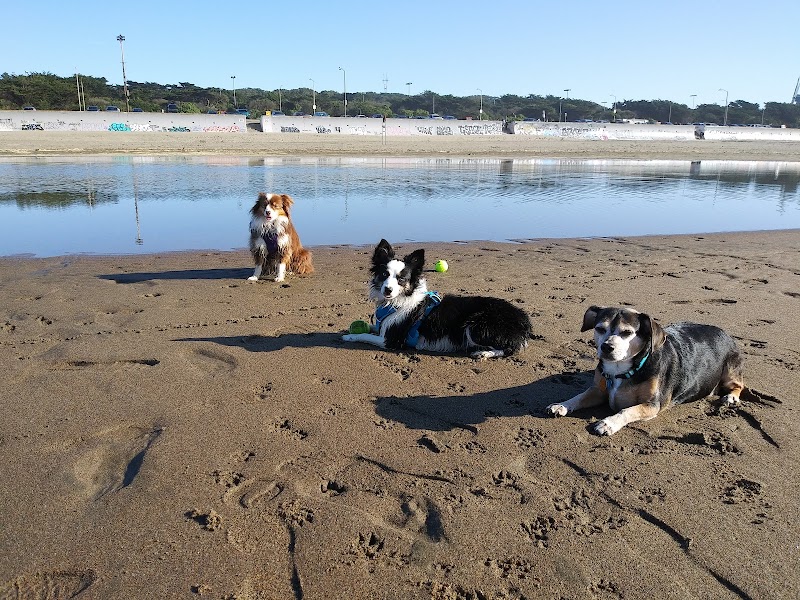 AllCare Veterinary Hospital of Pacifica photo 5