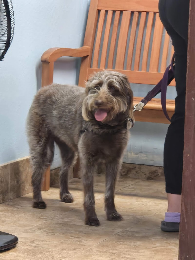 AllCare Veterinary Hospital of Pacifica photo 3