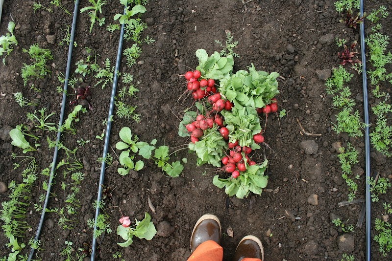 Pink Barn Farm photo 4