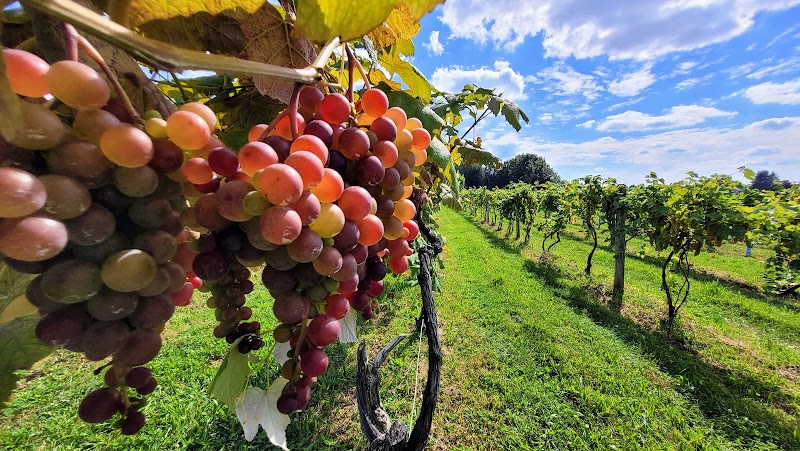 Casa Larga Vineyards photo 3
