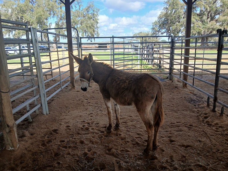 The Wild Horse Rescue Center photo 3