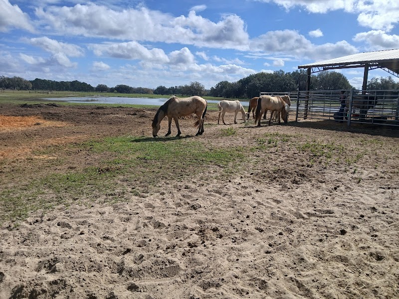 The Wild Horse Rescue Center photo 4