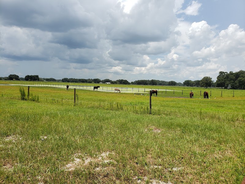 Photo of The Wild Horse Rescue Center