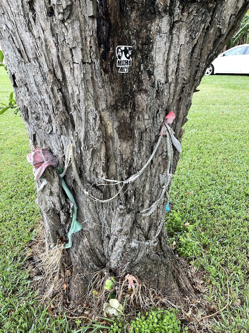 Photo of Randy “Macho Man” Savage Memorial Tree