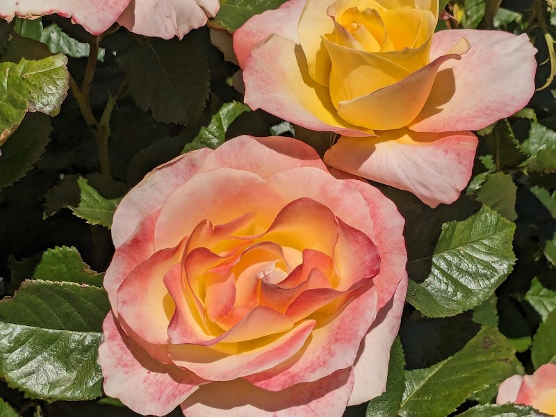 Cornerstone Art Gardens photo 3