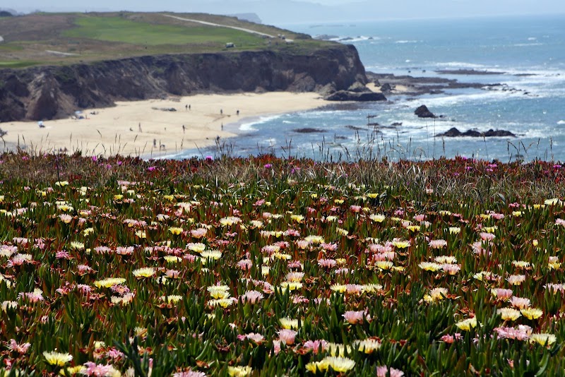 Ocean Lawn photo 3
