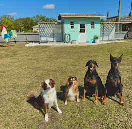 Photo of Thurber Farm Dog Boarding