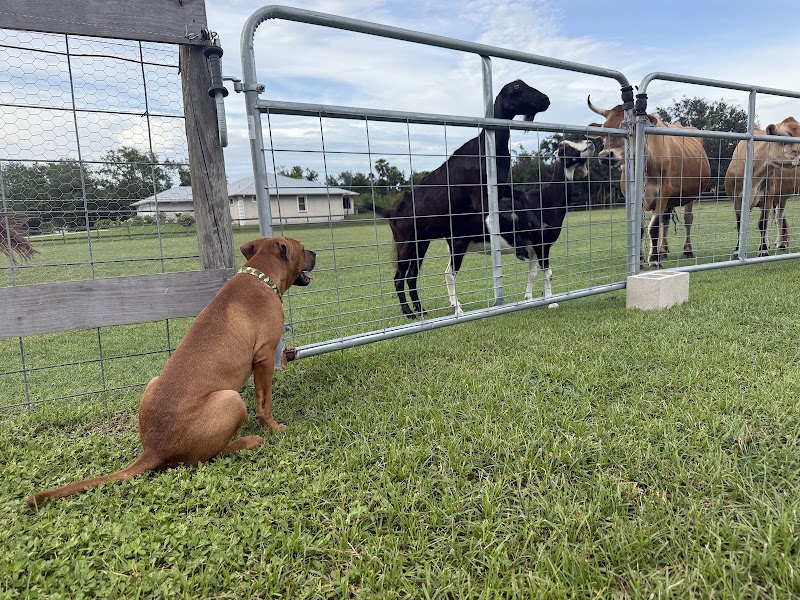 Thurber Farm Dog Boarding photo 4