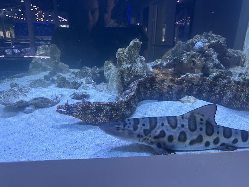 Boca Aquarium photo 3