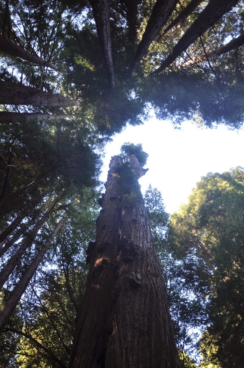 Urban Forestry Associates - Consulting Arborists photo 2