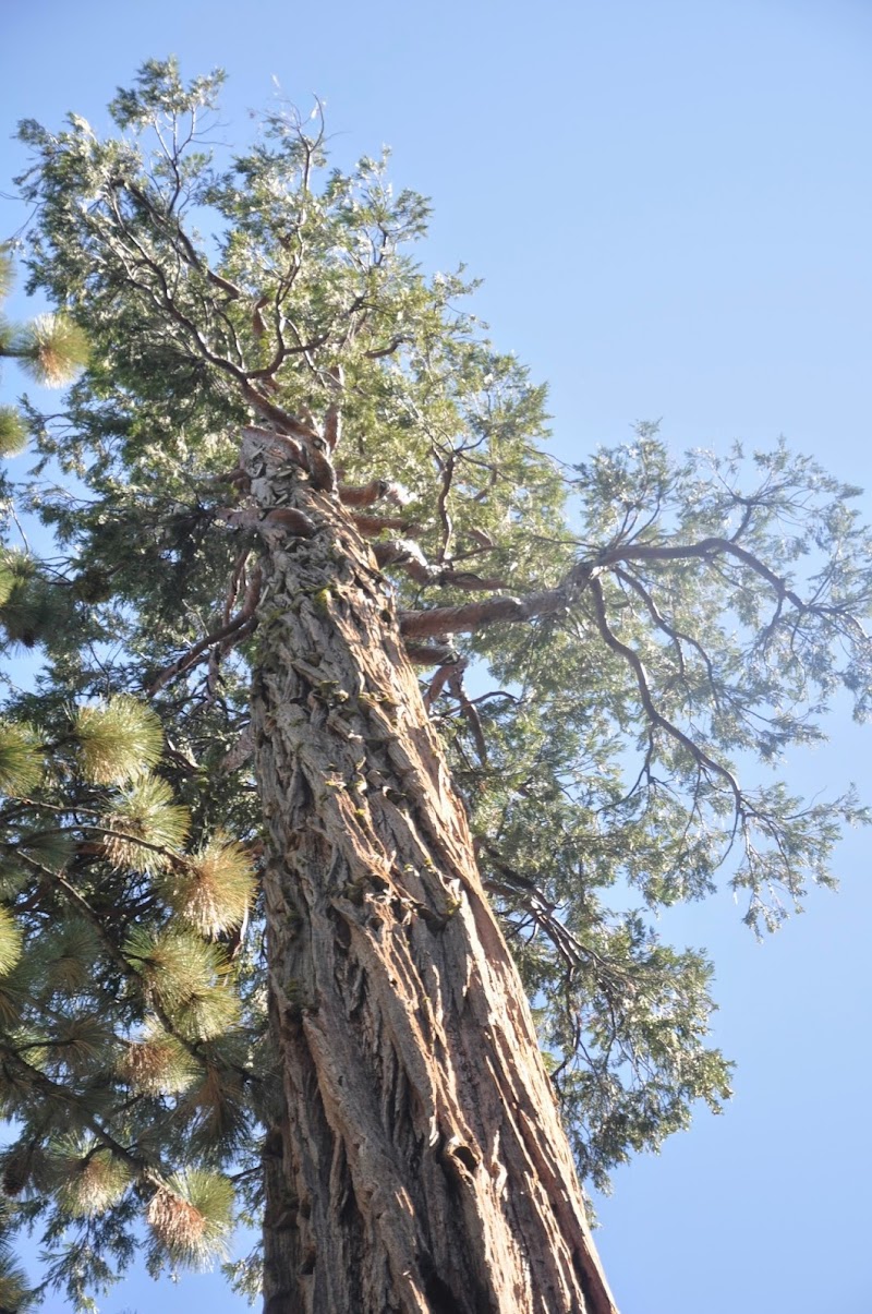 Urban Forestry Associates - Consulting Arborists photo 4