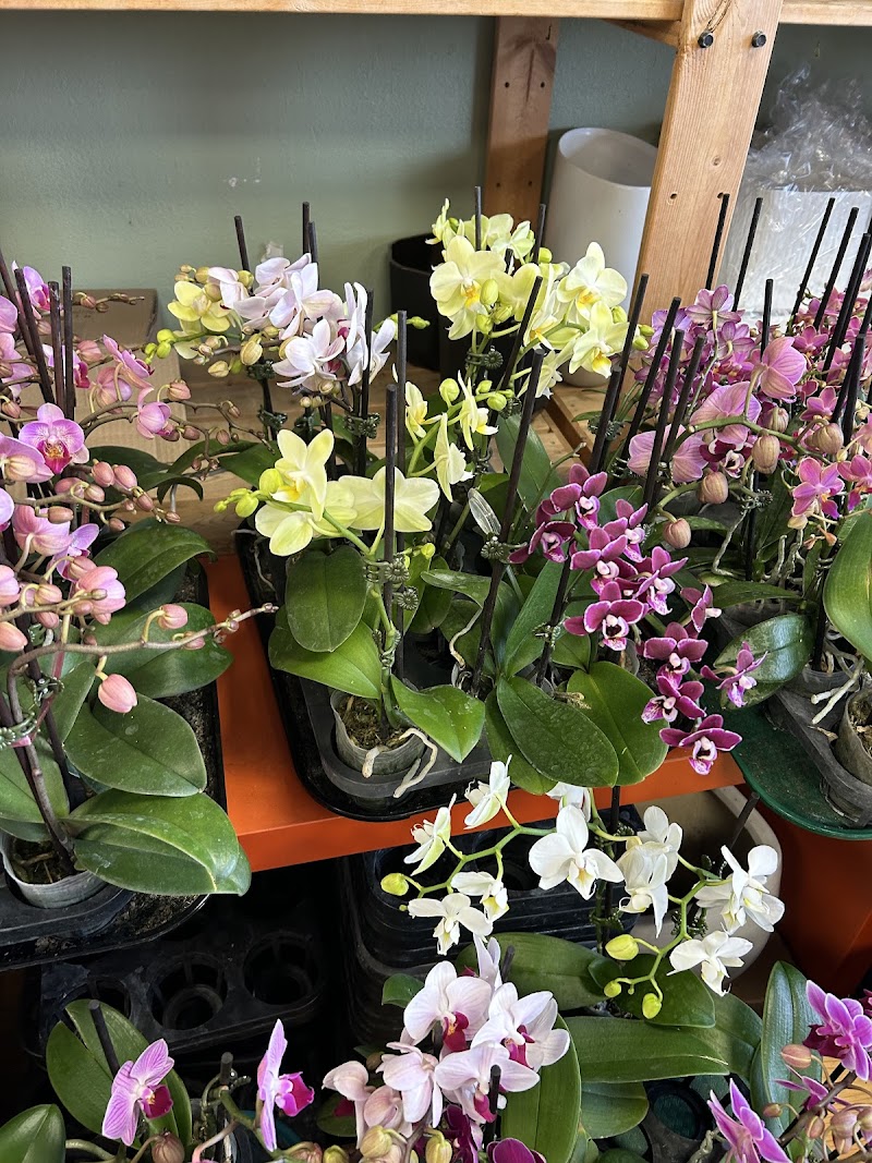 Melissa Orchid photo 5