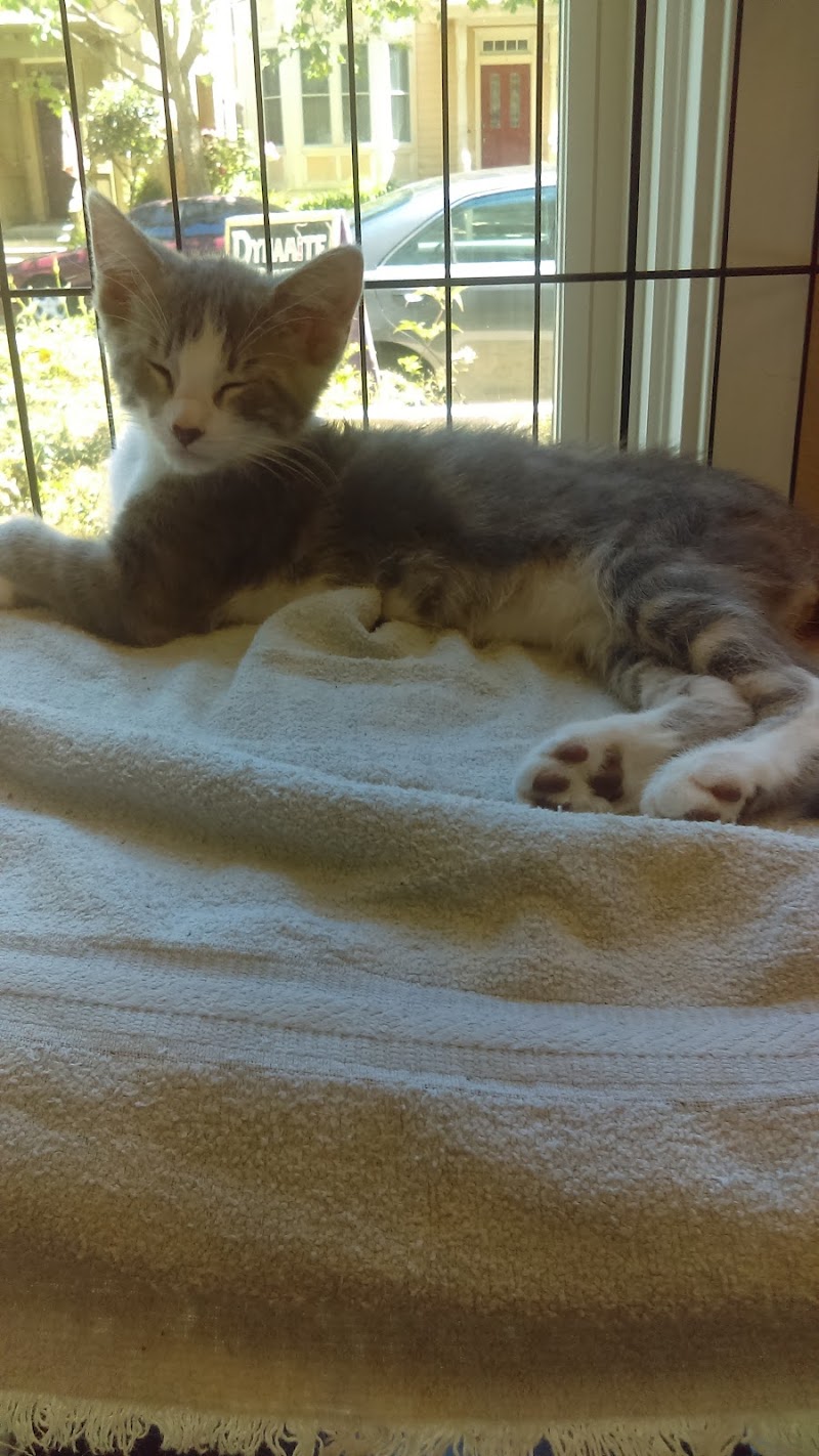 Dynamite Pets photo 5