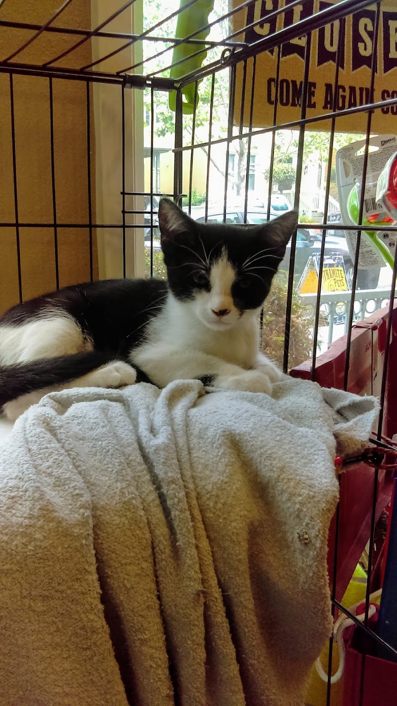 Dynamite Pets photo 4