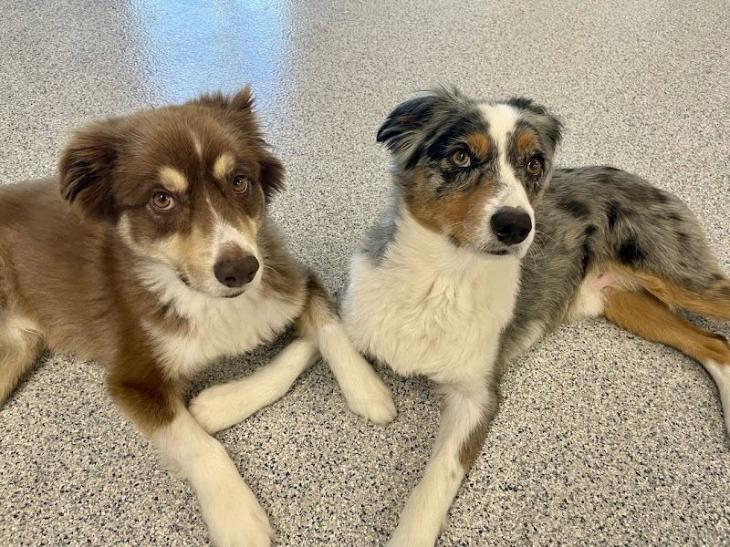 Bay Paws Pet Resort - Wesley Chapel photo 4