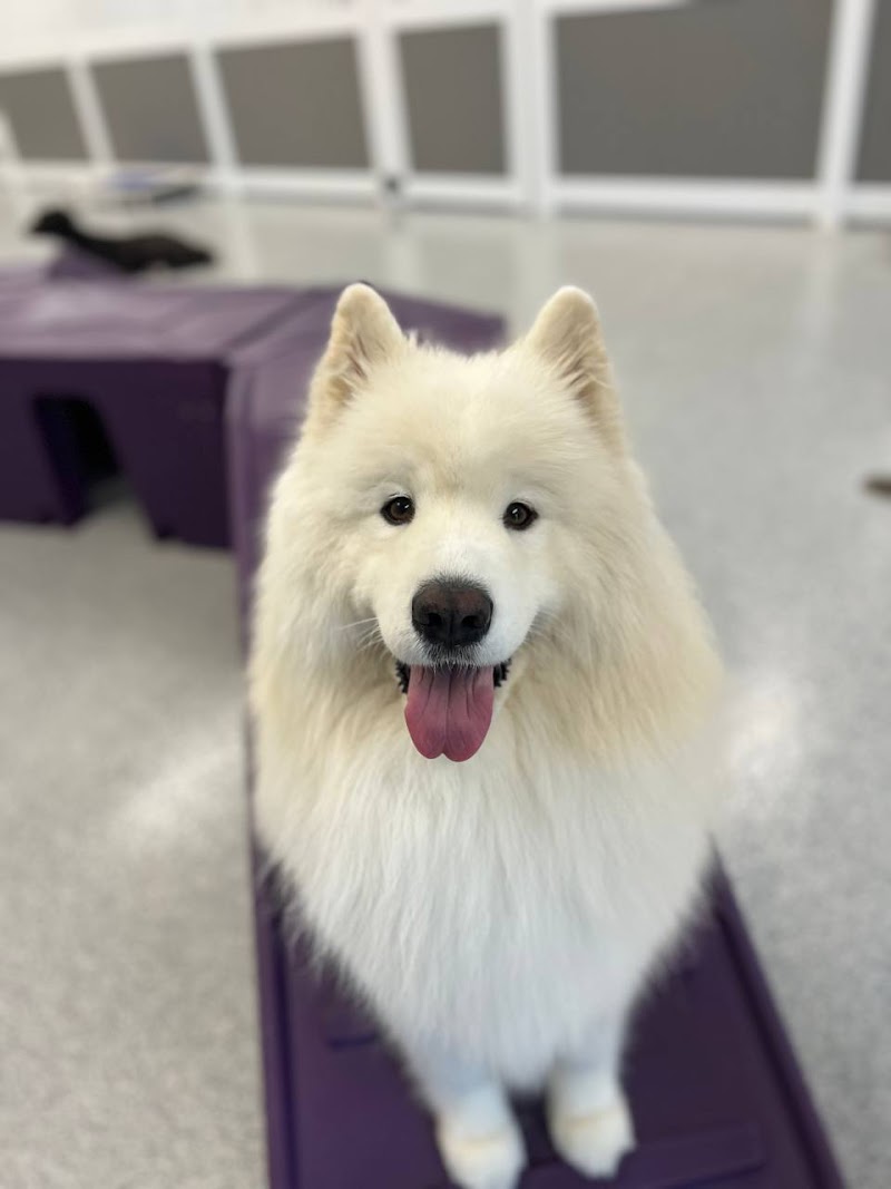 Bay Paws Pet Resort - Wesley Chapel photo 3