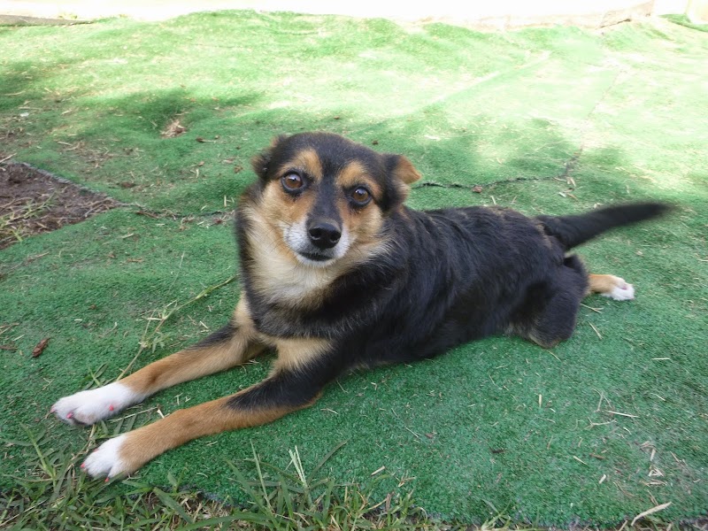 Sheldegren Pet Resort & Salon photo 4