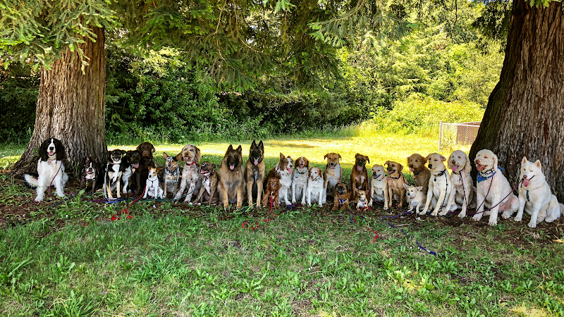 Photo of Bonehemian Wags