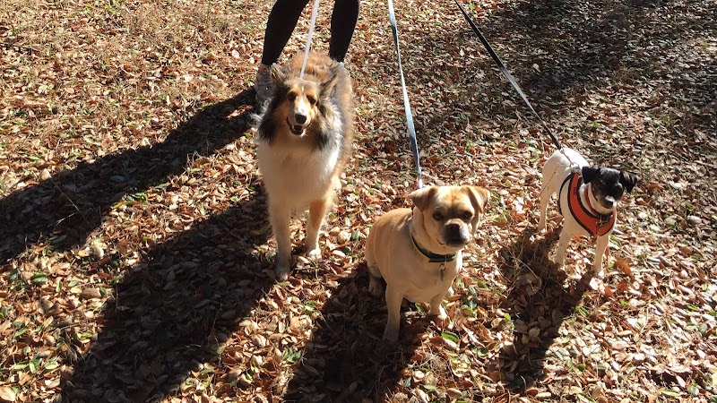 Bonehemian Wags photo 3