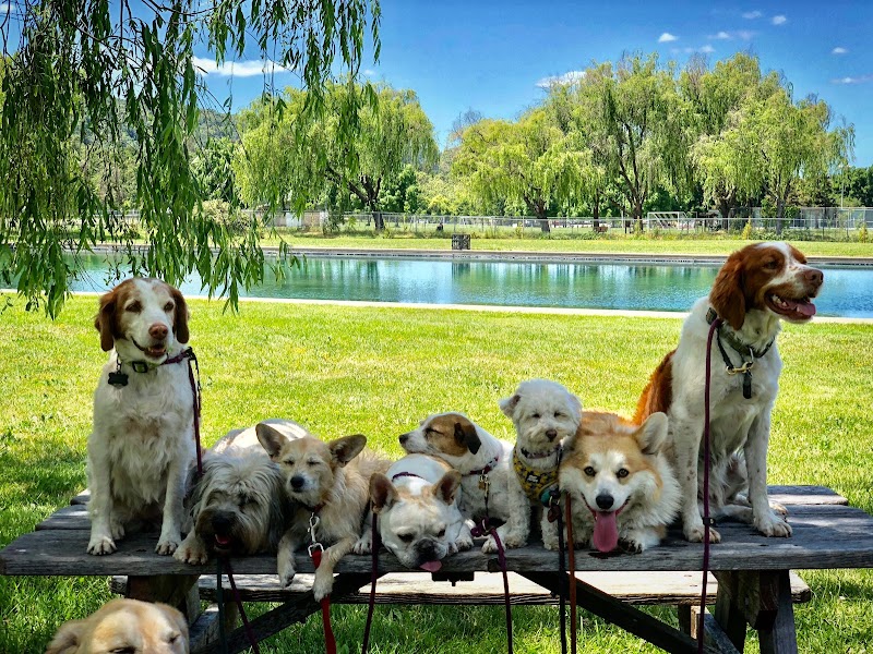 Bonehemian Wags photo 2
