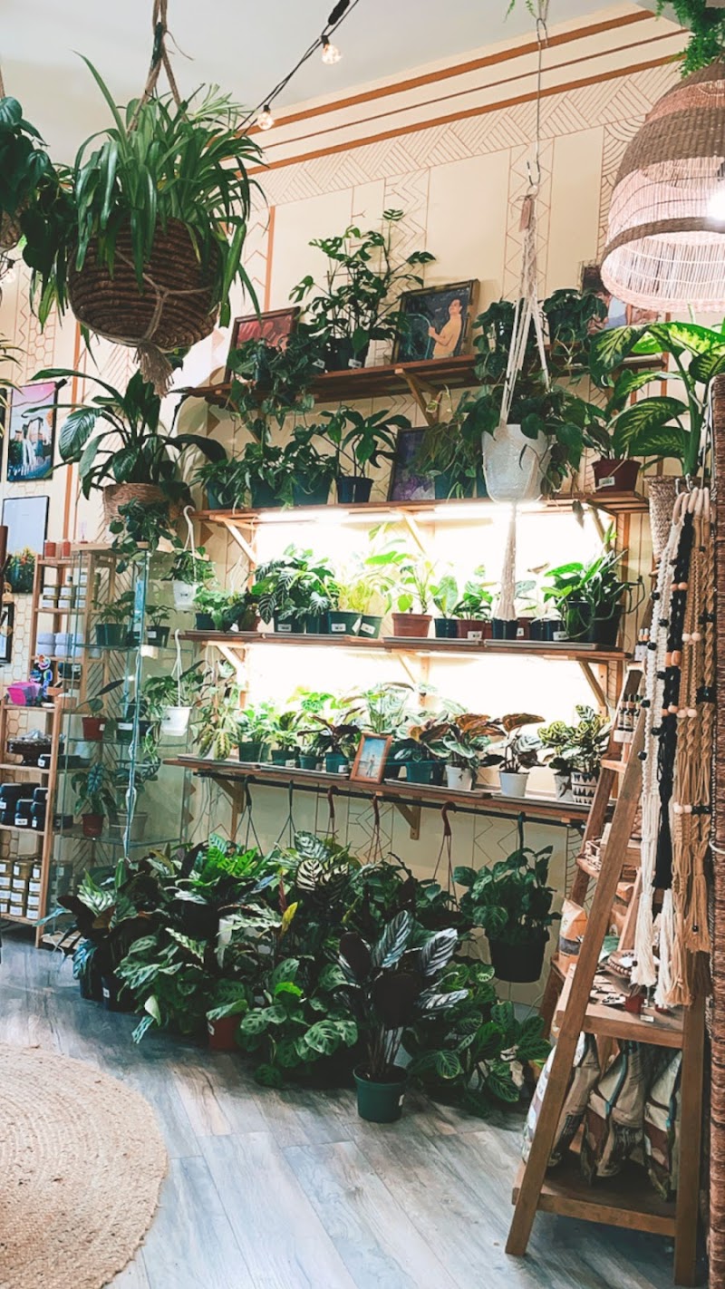 Pamana Plantas photo 3