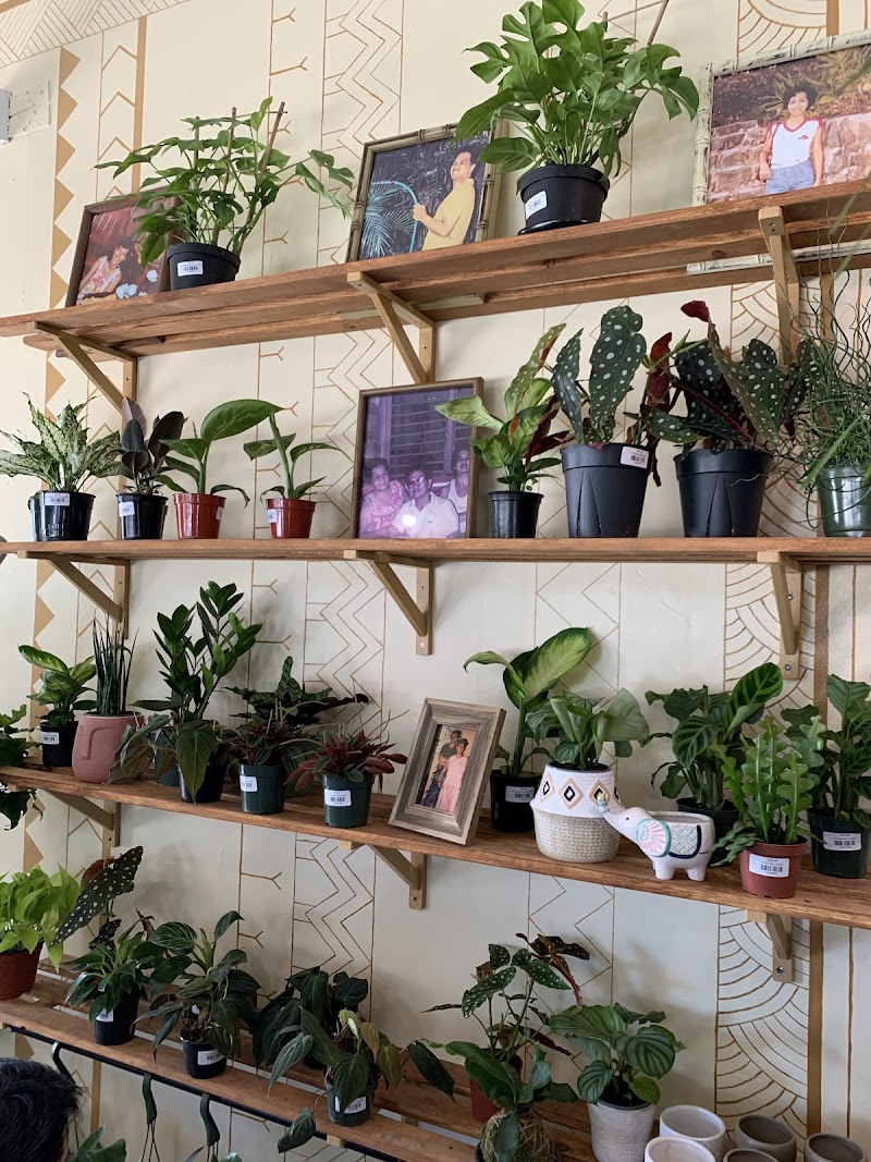 Pamana Plantas photo 4