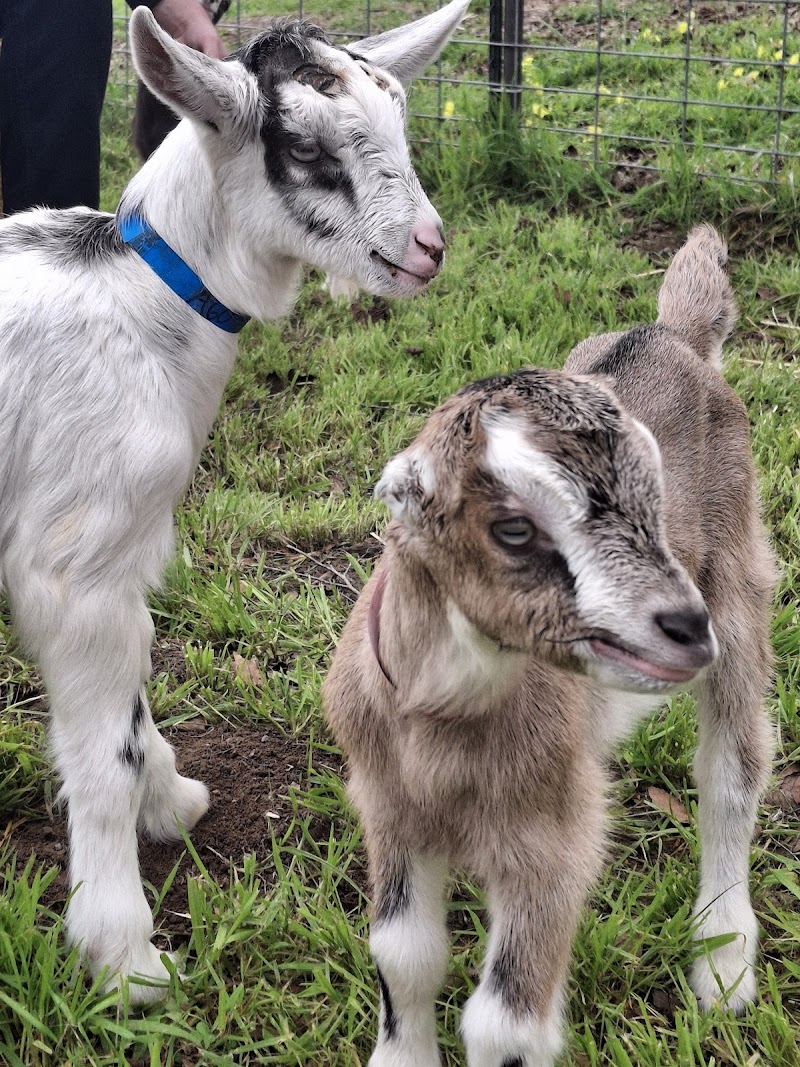 Redwood Hill Farm ~ Capracopia photo 4