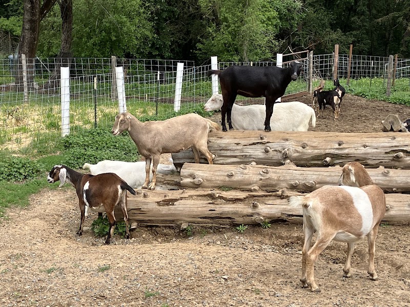 Redwood Hill Farm ~ Capracopia photo 3