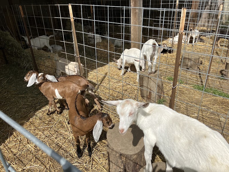 Redwood Hill Farm ~ Capracopia photo 2