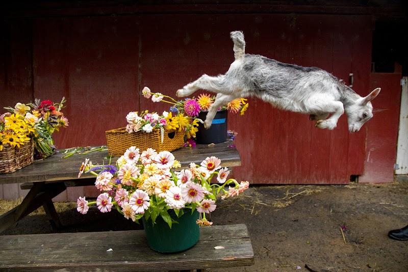 Photo of Redwood Hill Farm ~ Capracopia