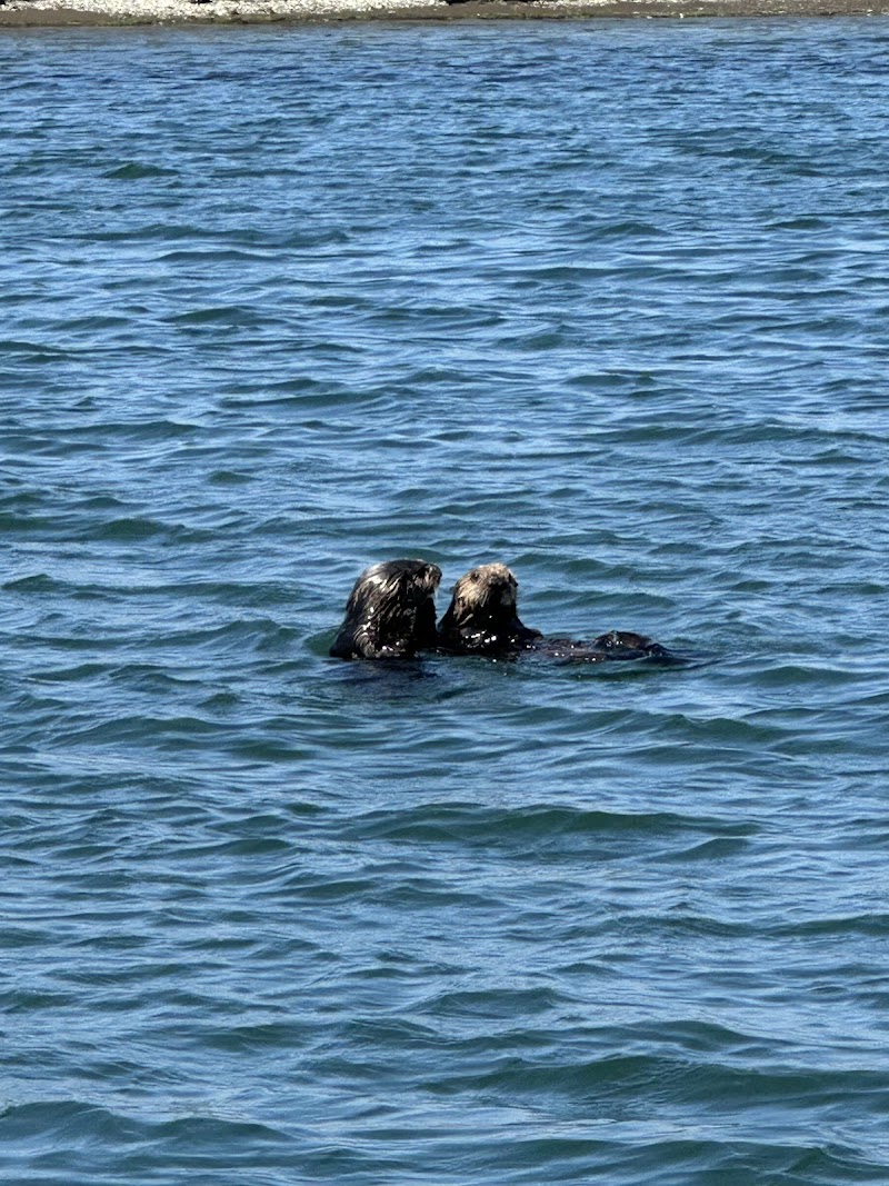 Monterey Bay Eco Tours - Elkhorn Slough Eco Nature Tour photo 3