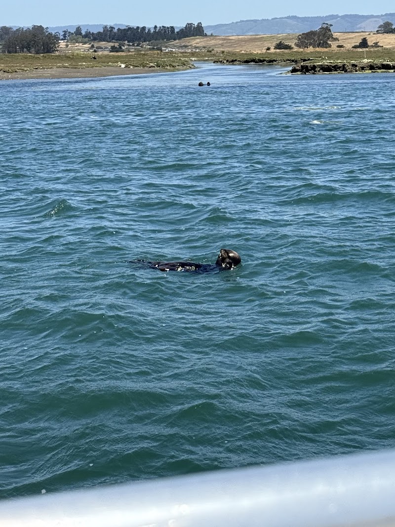 Monterey Bay Eco Tours - Elkhorn Slough Eco Nature Tour photo 4
