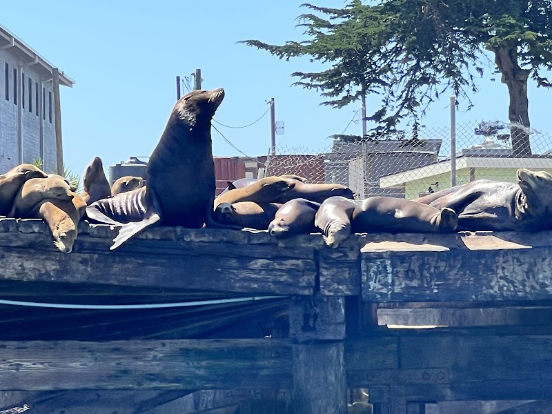 Monterey Bay Eco Tours - Elkhorn Slough Eco Nature Tour photo 5