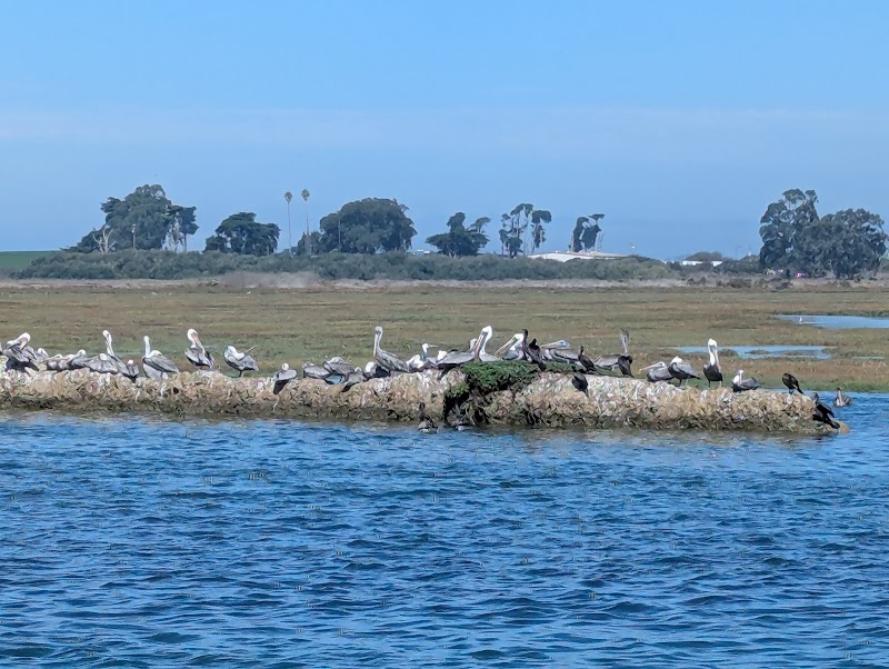 Monterey Bay Eco Tours - Elkhorn Slough Eco Nature Tour photo 2