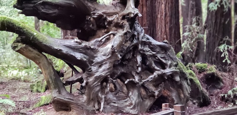 Parson Jones Tree photo 3