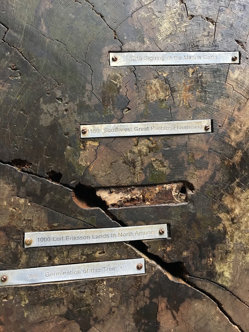 Parson Jones Tree photo 4