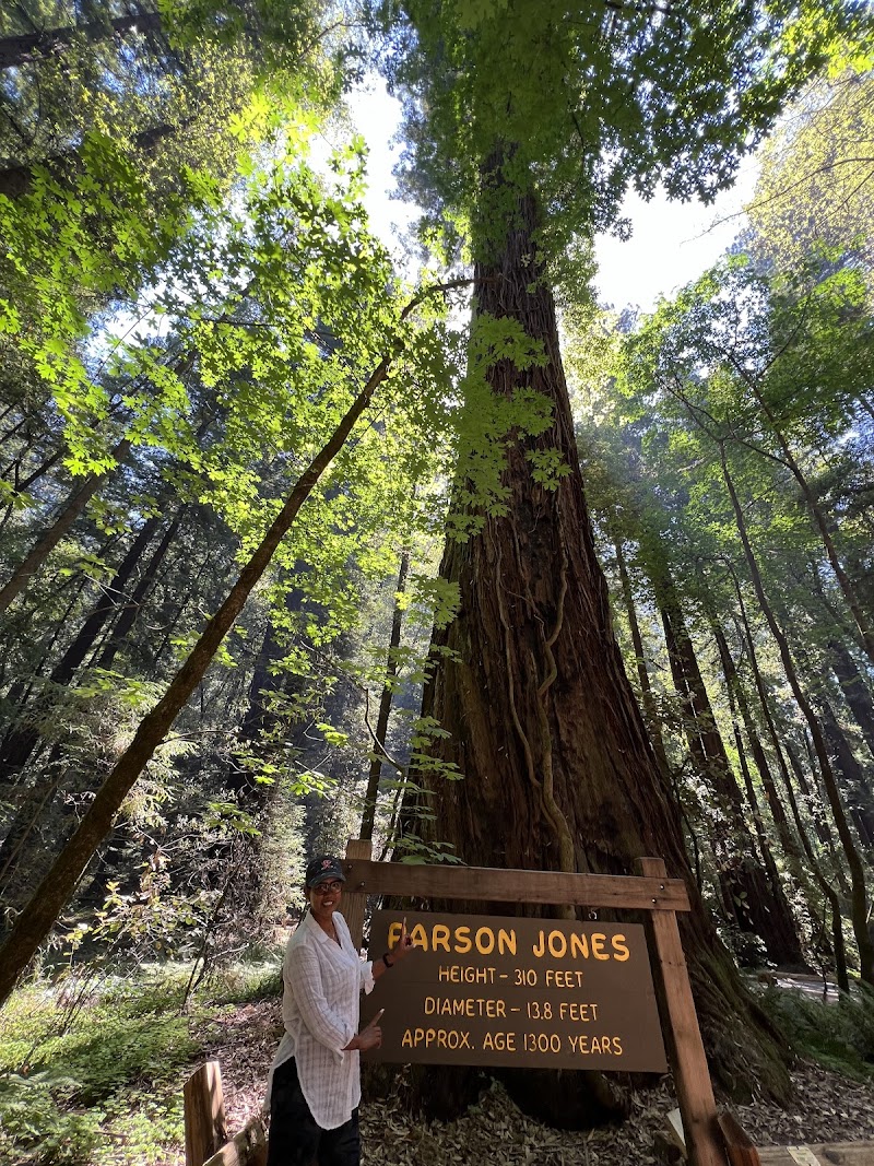 Photo of Parson Jones Tree