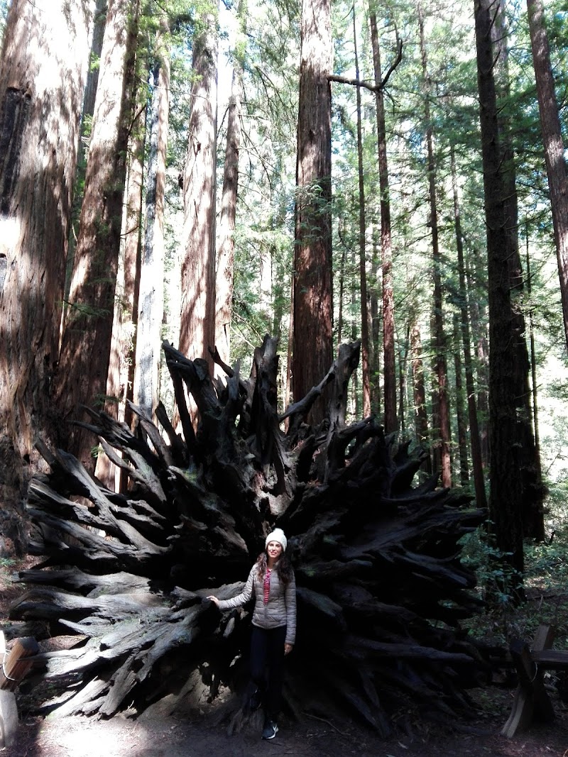 Parson Jones Tree photo 5